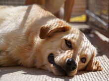 ELLA, Hund, Mischlingshund in Italien - Bild 2