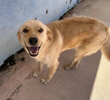 ELLA, Hund, Mischlingshund in Italien - Bild 3