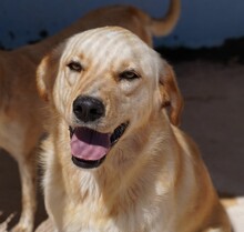 ELLA, Hund, Mischlingshund in Italien - Bild 4
