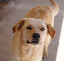 ELLA, Hund, Mischlingshund in Italien - Bild 5