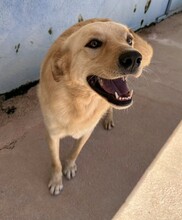 ELLA, Hund, Mischlingshund in Italien - Bild 7