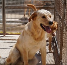 ELLA, Hund, Mischlingshund in Italien - Bild 8