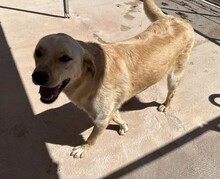 ELLA, Hund, Mischlingshund in Italien - Bild 9