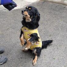 TANNE, Hund, Dackel in Ungarn - Bild 2