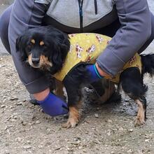 TANNE, Hund, Dackel in Ungarn - Bild 3