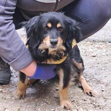 TANNE, Hund, Dackel in Ungarn - Bild 4