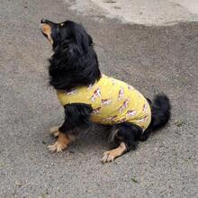 TANNE, Hund, Dackel in Ungarn - Bild 5