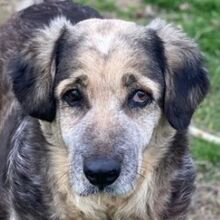 PARDALOULI, Hund, Mischlingshund in Griechenland - Bild 1