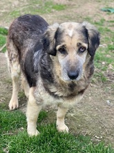 PARDALOULI, Hund, Mischlingshund in Griechenland - Bild 2
