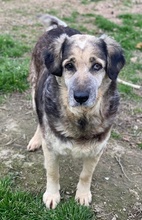 PARDALOULI, Hund, Mischlingshund in Griechenland - Bild 3