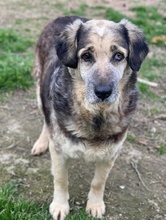 PARDALOULI, Hund, Mischlingshund in Griechenland - Bild 4