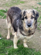 PARDALOULI, Hund, Mischlingshund in Griechenland - Bild 5