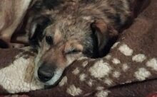 OSKAR, Hund, Mischlingshund in Gefell - Bild 1