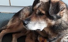 OSKAR, Hund, Mischlingshund in Gefell - Bild 2