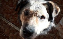 OSKAR, Hund, Mischlingshund in Gefell - Bild 3