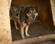 OSKAR, Hund, Mischlingshund in Gefell - Bild 4