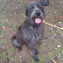 LIKANA, Hund, Mischlingshund in Portugal - Bild 1