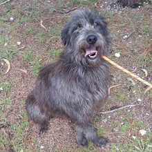 LIKANA, Hund, Mischlingshund in Portugal - Bild 2