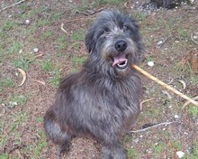 LIKANA, Hund, Mischlingshund in Portugal - Bild 4
