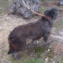 LIKANA, Hund, Mischlingshund in Portugal - Bild 5