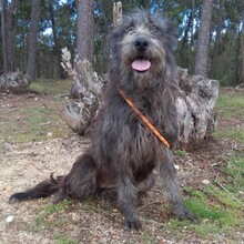 LIKANA, Hund, Mischlingshund in Portugal - Bild 6