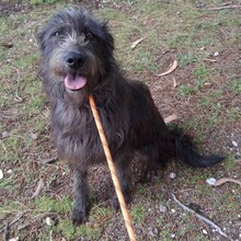 LIKANA, Hund, Mischlingshund in Portugal - Bild 7