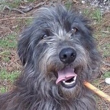 LIKANA, Hund, Mischlingshund in Portugal - Bild 8
