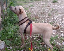 MEREDITH, Hund, Mischlingshund in Portugal - Bild 1