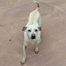 MEREDITH, Hund, Mischlingshund in Portugal - Bild 2