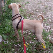 MEREDITH, Hund, Mischlingshund in Portugal - Bild 5