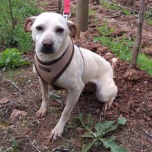 MEREDITH, Hund, Mischlingshund in Portugal - Bild 6