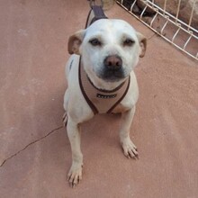 MEREDITH, Hund, Mischlingshund in Portugal - Bild 7