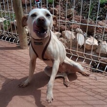 MEREDITH, Hund, Mischlingshund in Portugal - Bild 8