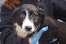 WILMA, Hund, Mischlingshund in Rumänien - Bild 1