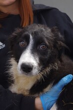 WILMA, Hund, Mischlingshund in Rumänien - Bild 3