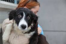 WILMA, Hund, Mischlingshund in Rumänien - Bild 4