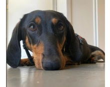 BODO, Hund, Mischlingshund in Grimma