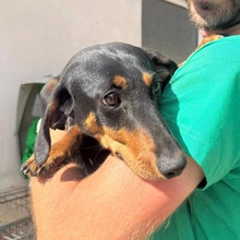 BODO, Hund, Mischlingshund in Kallmünz - Bild 1