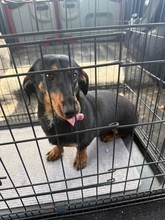 BODO, Hund, Mischlingshund in Kallmünz - Bild 2