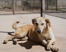 HANNES, Hund, Mischlingshund in Italien - Bild 2