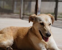 HANNES, Hund, Mischlingshund in Italien - Bild 3