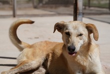 HANNES, Hund, Mischlingshund in Italien - Bild 4