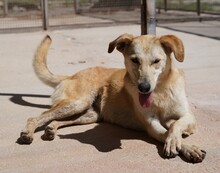 HANNES, Hund, Mischlingshund in Italien - Bild 5
