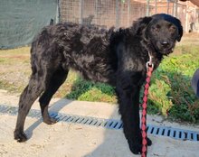 AMBER, Hund, Mischlingshund in Kroatien