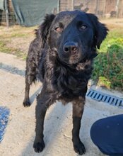 AMBER, Hund, Mischlingshund in Kroatien - Bild 2