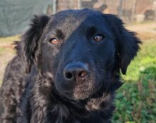 AMBER, Hund, Mischlingshund in Kroatien - Bild 3