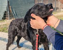 AMBER, Hund, Mischlingshund in Kroatien - Bild 4