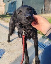 AMBER, Hund, Mischlingshund in Kroatien - Bild 5