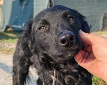 AMBER, Hund, Mischlingshund in Kroatien - Bild 6