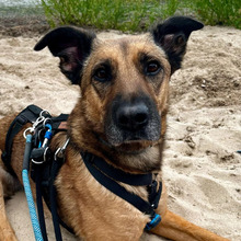 TILDA, Hund, Mischlingshund in Berlin - Bild 1